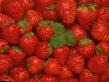 Erdbeeren Sorten Ehverest  Foto und Merkmale
