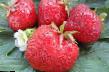 Lesní jahody  Gigantella Maksim  druh fotografie