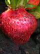 une fraise les espèces Mice Shindler (Vedensvil-7) Photo et les caractéristiques