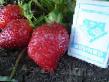 une fraise les espèces Sharlotta Photo et les caractéristiques