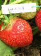 Lesní jahody  Karpatka druh fotografie