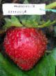 Strawberry  Karpatskaya krasavica grade Photo