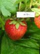 une fraise  Lyubava l'espèce Photo