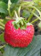 une fraise  Referenta l'espèce Photo