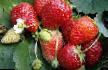 une fraise  Aromas l'espèce Photo
