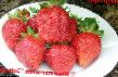une fraise  Bogatyr l'espèce Photo