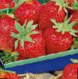 Erdbeeren  Izaura klasse Foto