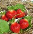 une fraise les espèces Manila Photo et les caractéristiques