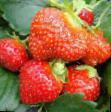 une fraise  Mara De Bua l'espèce Photo