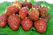 une fraise les espèces Tago Photo et les caractéristiques