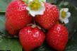 une fraise  Figaro l'espèce Photo