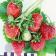 une fraise  Borovickaya l'espèce Photo