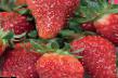 Erdbeeren  Merlan klasse Foto