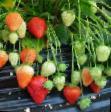Erdbeeren Sorten Rumba Foto und Merkmale