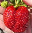 Strawberry varieties Koroleva Elizaveta Photo and characteristics