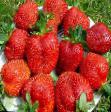 Strawberry varieties Koroleva Elizaveta II Photo and characteristics