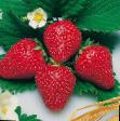 Φράουλες  Khummi Gento ποικιλία φωτογραφία