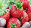 Erdbeeren Sorten Vima Kimberli Foto und Merkmale