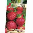 Lesní jahody  Temptejjshn druh fotografie