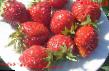 une fraise les espèces Karusel Photo et les caractéristiques