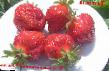 Strawberry varieties Lambada Photo and characteristics