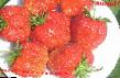Erdbeeren Sorten Marshal Foto und Merkmale