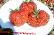Strawberry  Prima grade Photo