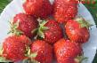 Strawberry varieties Samson Photo and characteristics