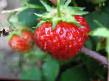 une fraise  Zenit l'espèce Photo