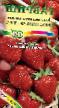 Strawberry varieties Krasnaya varezhka Photo and characteristics