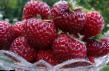 une fraise les espèces Mize Shindler (Kehti Shindler) Photo et les caractéristiques