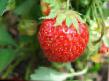 une fraise  Zefir l'espèce Photo
