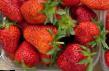 Strawberry  Felichita grade Photo