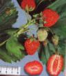 Lesní jahody  Maryshka druh fotografie