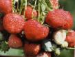 Lesní jahody druhy Najjdena fotografie a charakteristiky