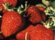 une fraise  Rusich l'espèce Photo