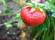 une fraise les espèces Totem Photo et les caractéristiques