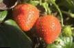 Lesní jahody druhy Alaya zorka fotografie a charakteristiky