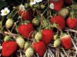 une fraise les espèces Carskoselskaya Photo et les caractéristiques