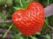 une fraise  Ehstafeta l'espèce Photo