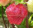 Erdbeeren Sorten Tribyut Foto und Merkmale