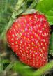 Strawberry  Balerina grade Photo