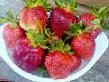 Lesní jahody druhy Neznakomka (Vegera) fotografie a charakteristiky