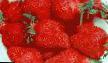 Strawberry  Belrubi grade Photo