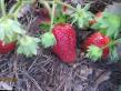 Erdbeeren  Divnaya klasse Foto