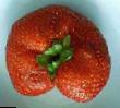 Lesní jahody  Kokinskaya rannyaya druh fotografie
