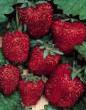 Erdbeeren  Bagryana klasse Foto