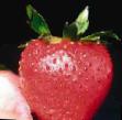 une fraise  Berdskaya rannyaya l'espèce Photo