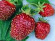 Lesní jahody druhy Venta fotografie a charakteristiky