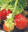 une fraise les espèces Govorovskaya Photo et les caractéristiques